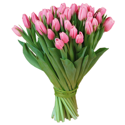 Różowe tulipany od 25 do 75...